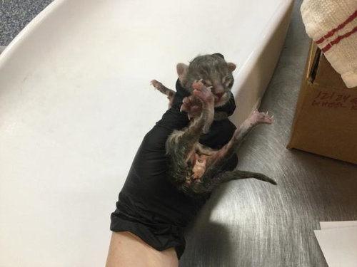 picture of the cat needing adoption