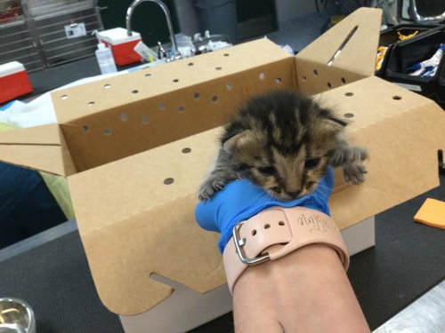 picture of the cat needing adoption