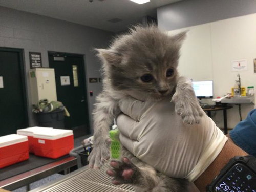 picture of the cat needing adoption