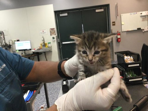 picture of the cat needing adoption