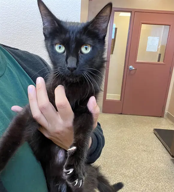 Mamba - Domestic Short Hair