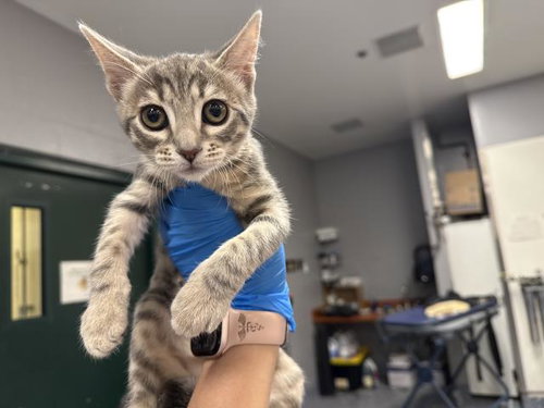 picture of the cat needing adoption