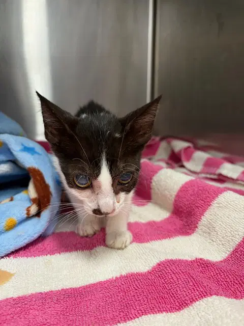 Bruce - Domestic Short Hair