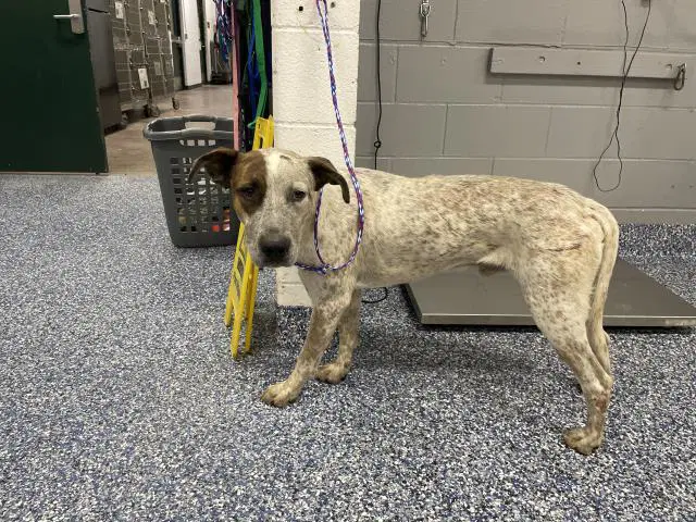 Unknown - Australian Cattle Dog/Blue Heeler