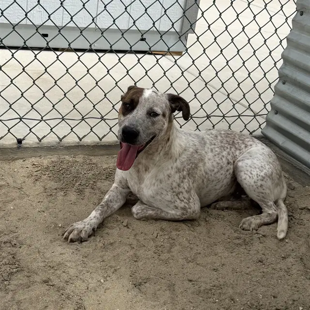 Douglas - Australian Cattle Dog/Blue Heeler