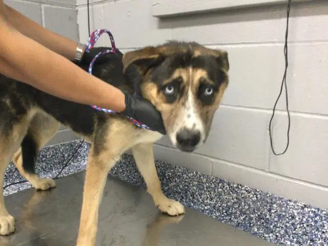 Unknown - Husky