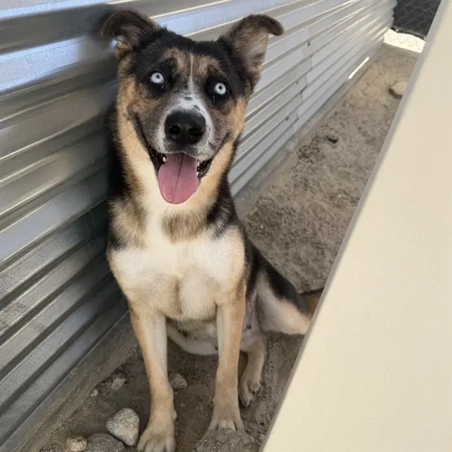 Siri - Husky