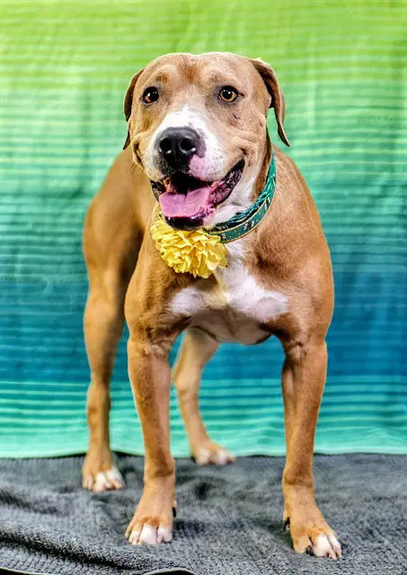 Jack - Pit Bull Terrier