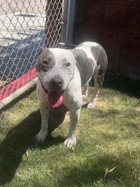 Calista - Pit Bull Terrier