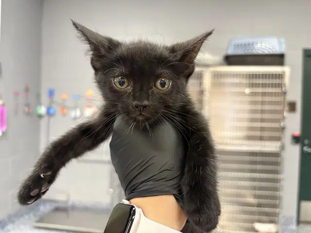 Unknown - Domestic Short Hair