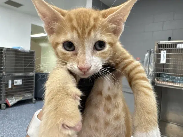 Unknown - Domestic Short Hair