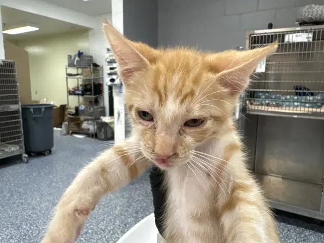Unknown - Domestic Short Hair