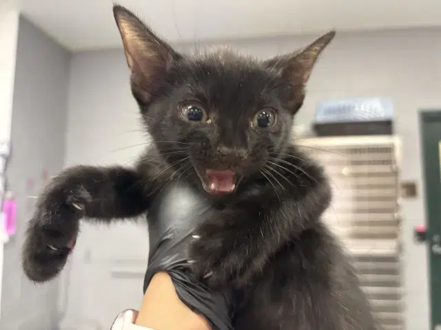 Unknown - Domestic Short Hair