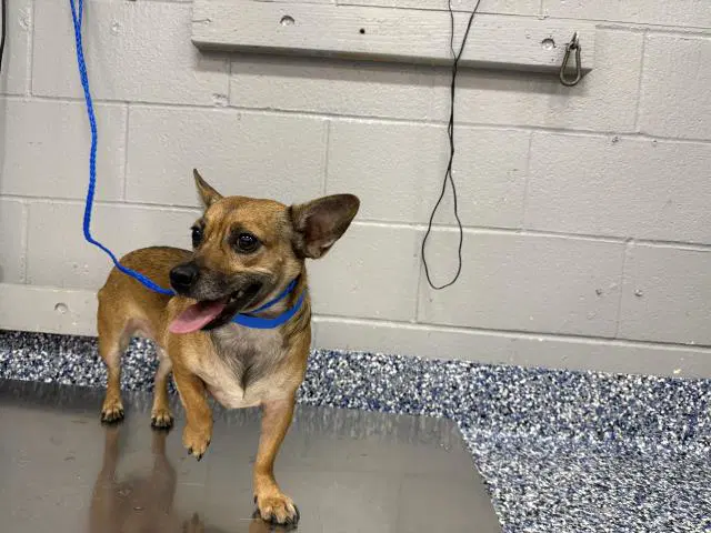 Toby - Chihuahua