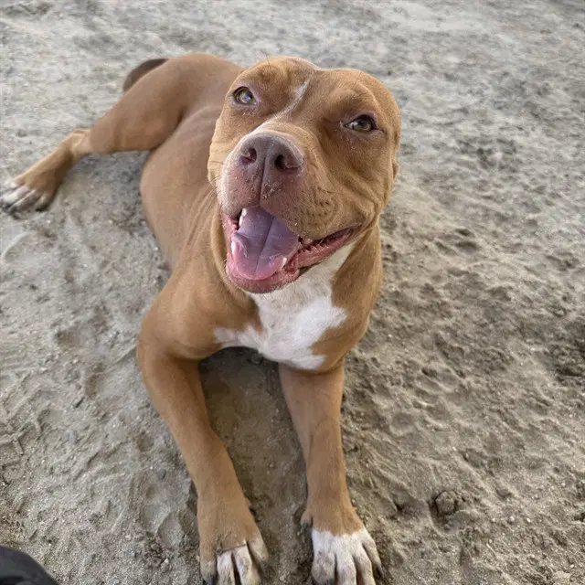 Martha - Pit Bull Terrier