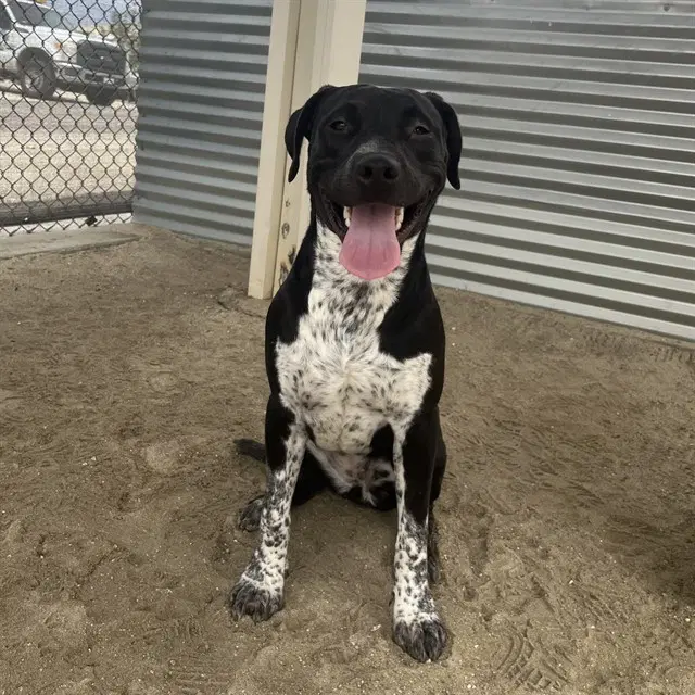 Ella - Labrador Retriever