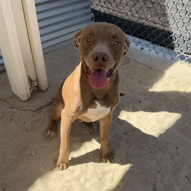 Bailey - Pit Bull Terrier