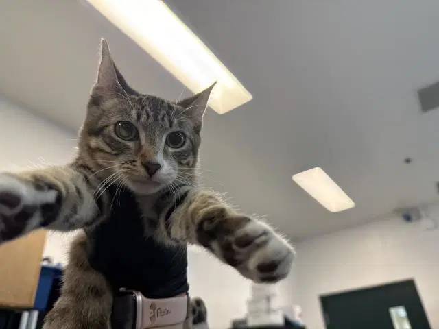 Unknown - Domestic Short Hair