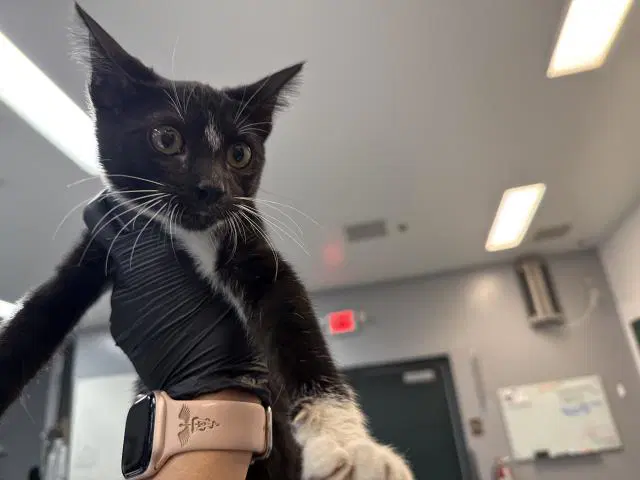 Unknown - Domestic Short Hair