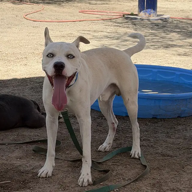 Rex - Pit Bull Terrier