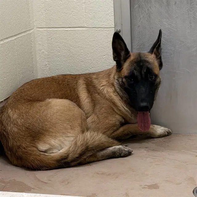 Unknown - German Shepherd Dog