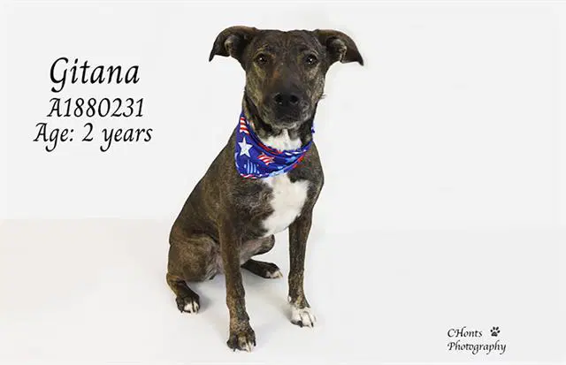 Gitana - Labrador Retriever