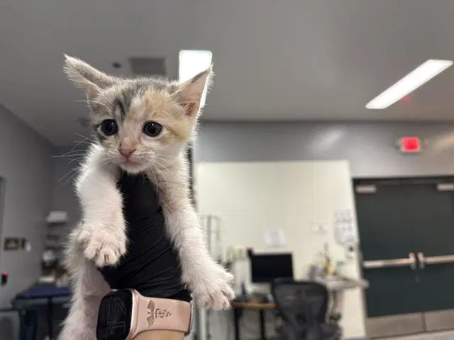 Ube - Domestic Short Hair