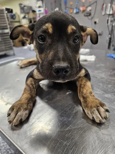Earl - Pit Bull Terrier