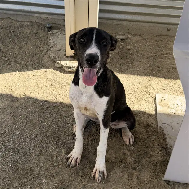 Kaylee - Pit Bull Terrier