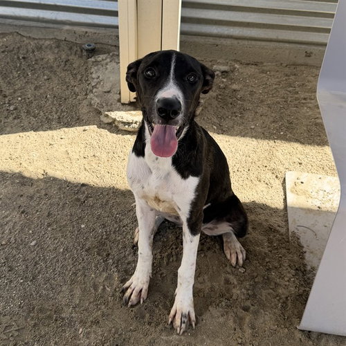 picture of the dog needing adoption
