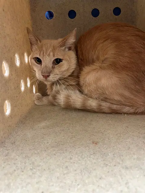 Lloyd - Domestic Short Hair
