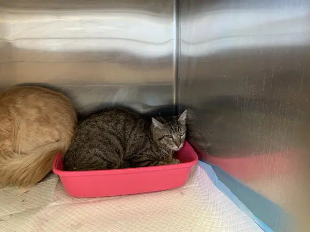 Barnacles - Domestic Short Hair