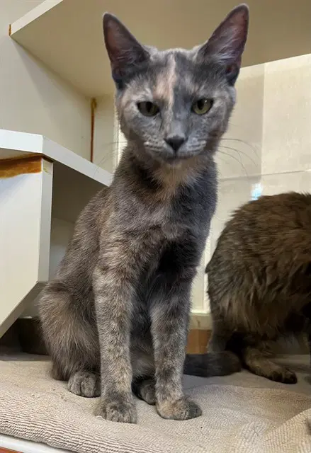 Sasha - Domestic Short Hair
