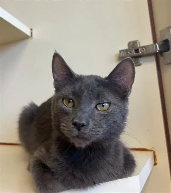 Blueberry - Domestic Short Hair