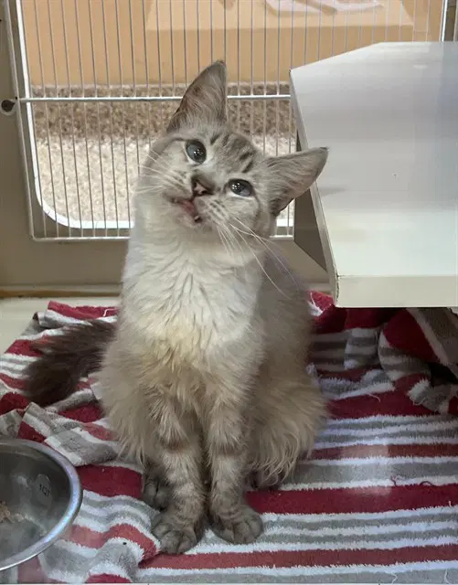 Gia - Domestic Long Hair