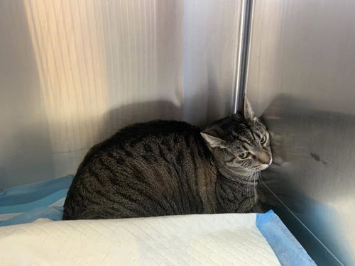 picture of the cat needing adoption