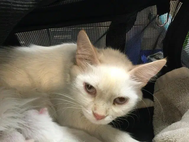 Moon - Domestic Short Hair