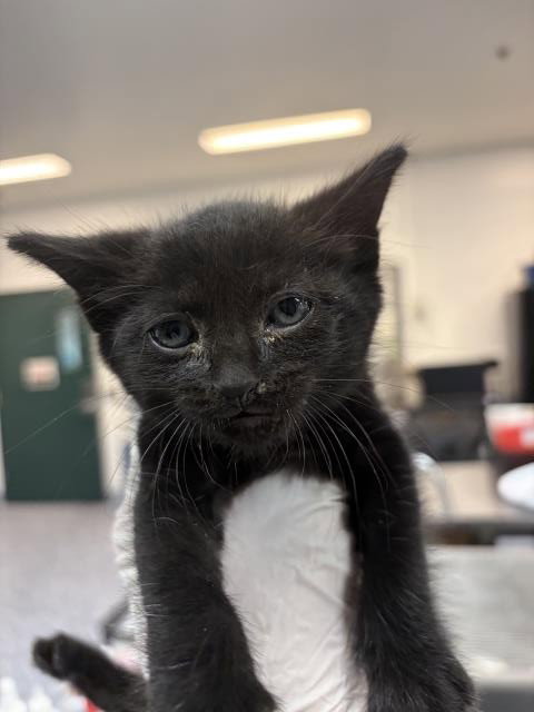 picture of the cat needing adoption