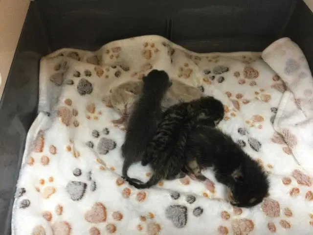 Unknown - Domestic Short Hair