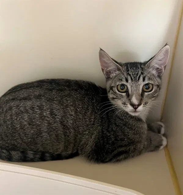Stitch - Domestic Short Hair