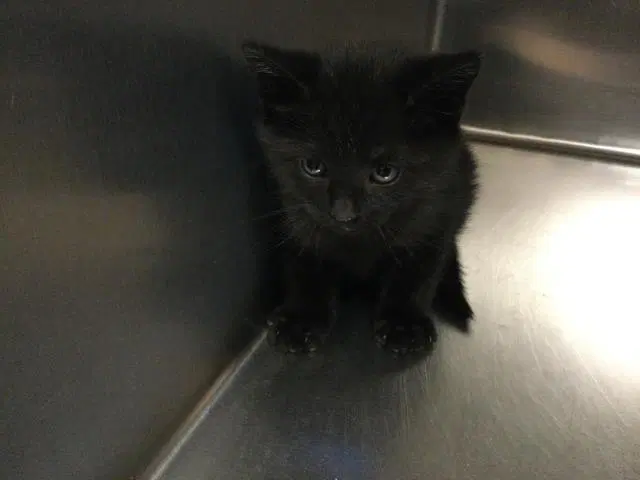 Unknown - Domestic Short Hair