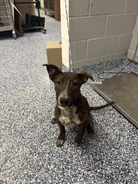 Bobo - Australian Cattle Dog/Blue Heeler