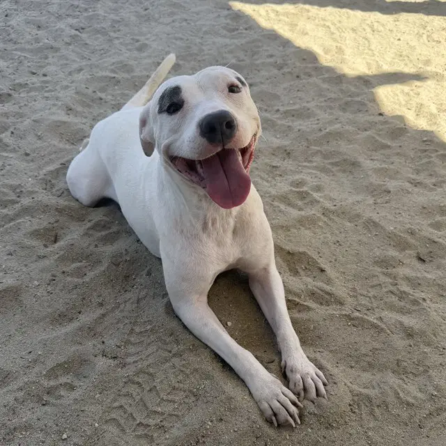 Blanca Bella - American Pit Bull Terrier