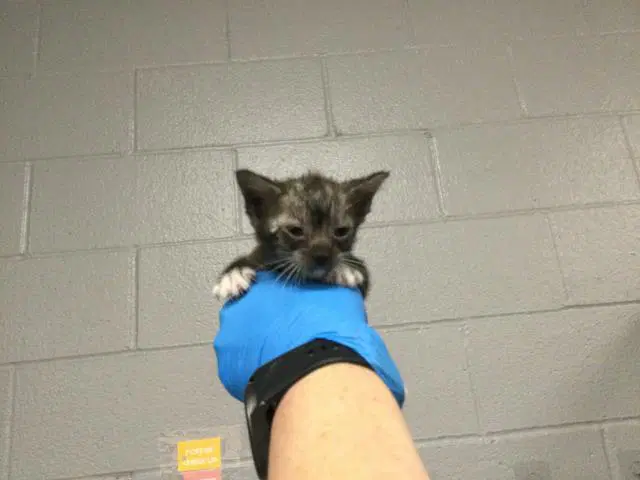 Apple - Domestic Medium Hair