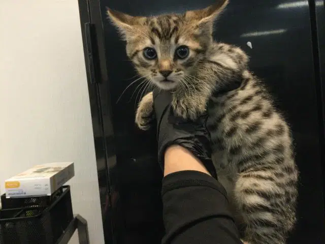 Unknown - Domestic Short Hair