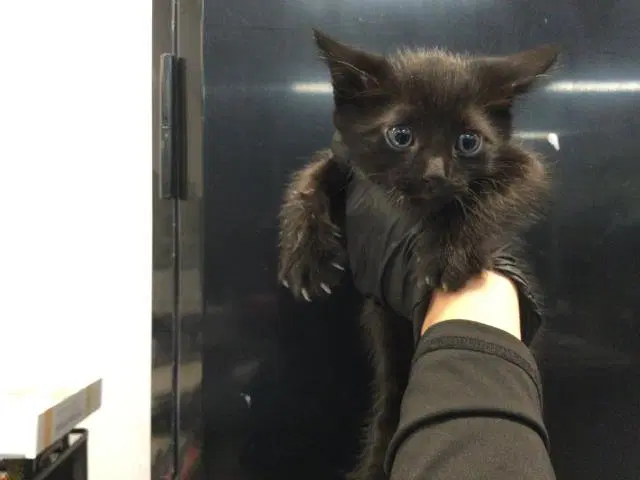 Unknown - Domestic Short Hair