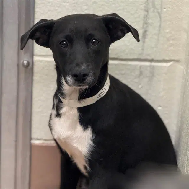 Izzy - Labrador Retriever
