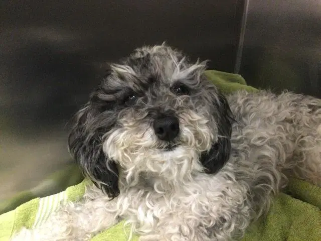 Unknown - Maltese