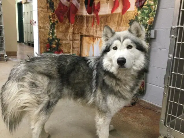 Little Jon - Alaskan Malamute