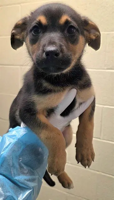 Clover - German Shepherd Dog